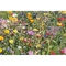 Samen Blumenmischung