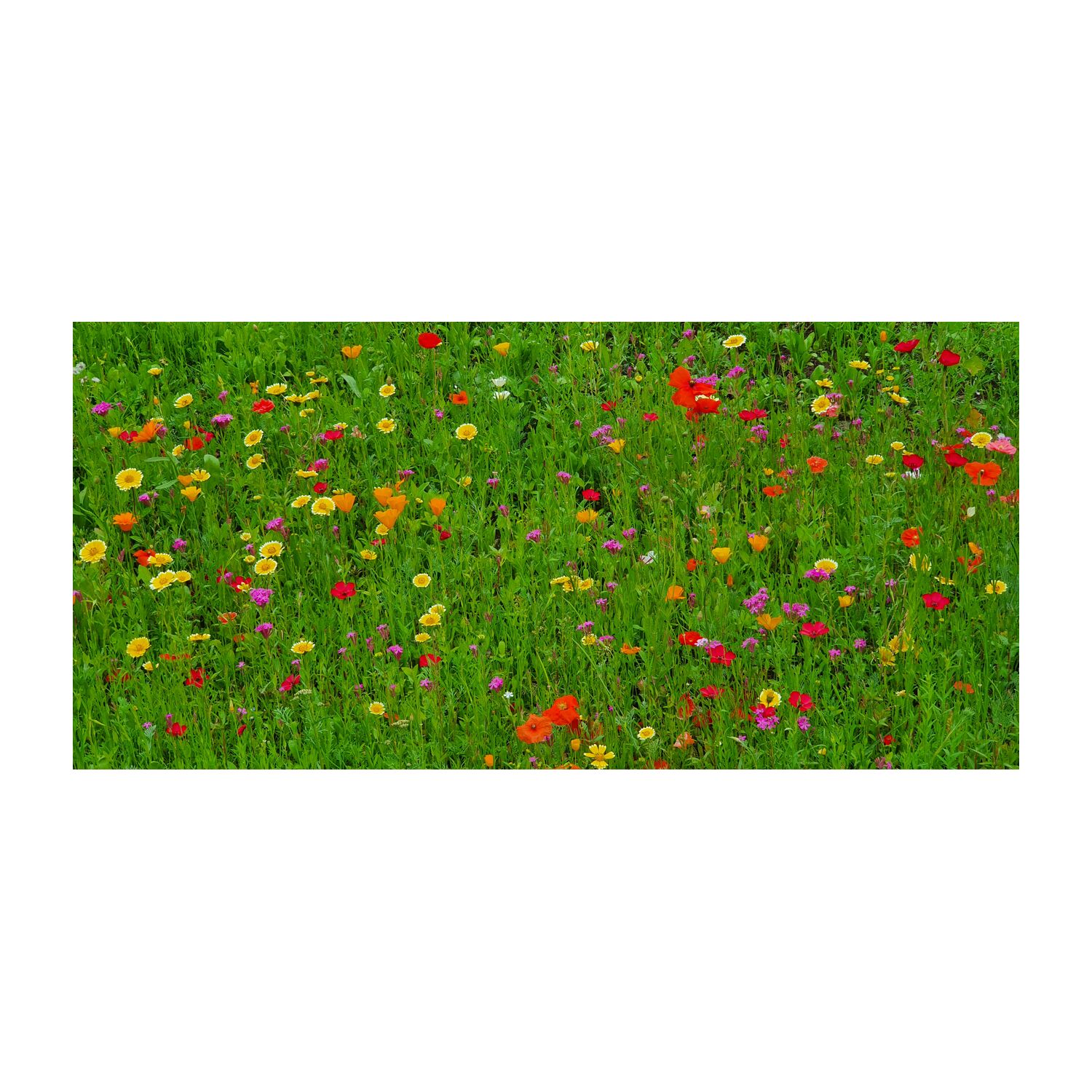 Geschenkartikel / Präsentartikel: Blumenwiese Bee Happy 2K1644a