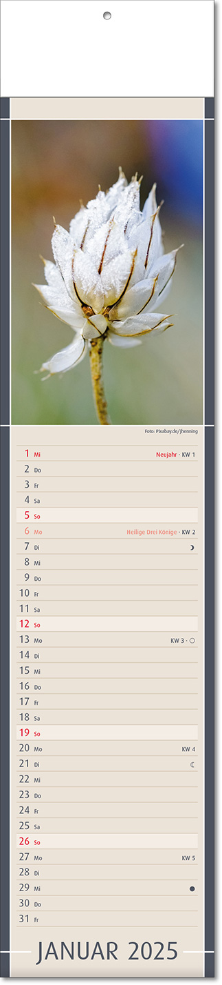 Kalender "Fundstücke der Natur" im Format 11 x 50 cm, mit Fälzel