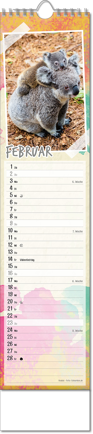 Kalender "Tierbabys" im Format 11 x 51 cm, mit Wire-O-Bindung und verlängerter Rückwand