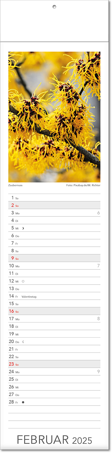 Kalender "Tee & Heiltees" im Format 13 x 53,5 cm, mit Fälzel