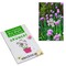 Samen-Karte-Mini Blume - Schnittlauch