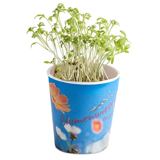 Blumenwiese To-Go - Ostern - Persischer Klee - neutral