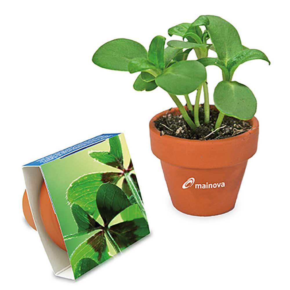 Logo-Topf mit Samen - teracotta - Glücksklee-Zwiebel  (* Je nach Verfügbarkeit der Glücksklee-Zwiebeln)