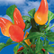 Tontöpfchen-Blume mit Samen