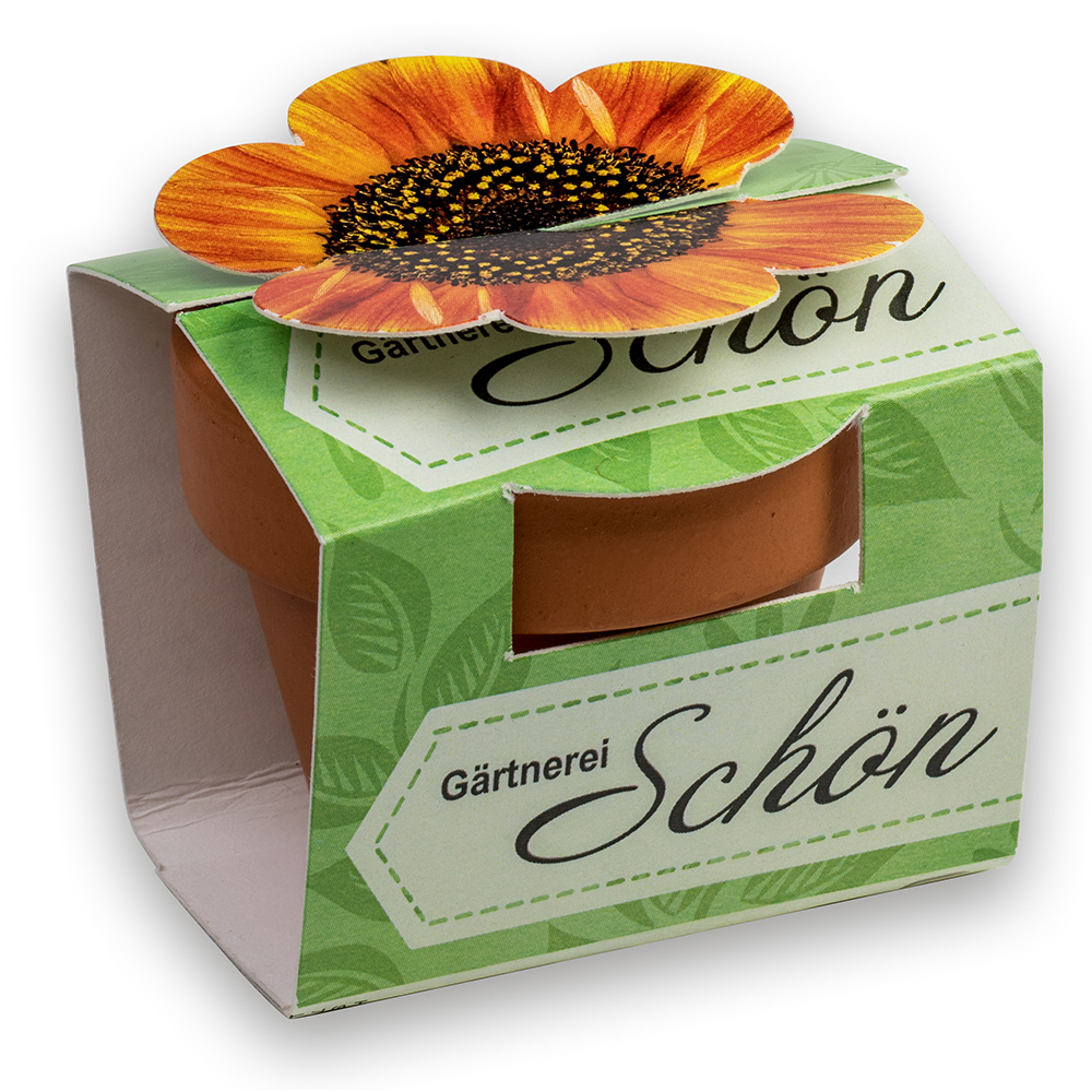 Tontöpfchen-Blume mit Samen