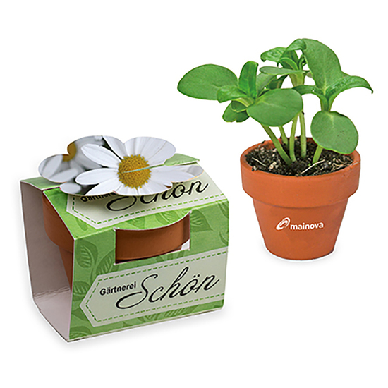 Tontöpfchen-Blume mit Samen