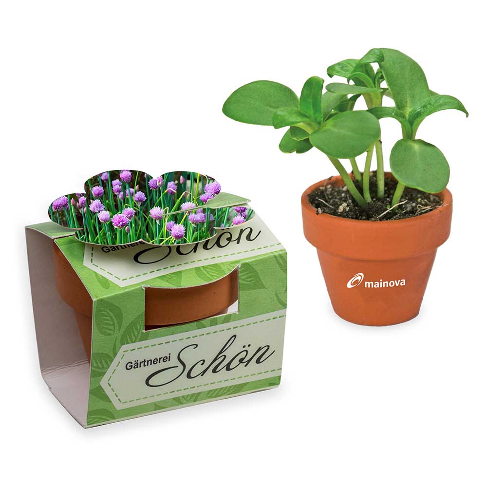 Tontöpfchen-Blume mit Samen - Schnittlauch