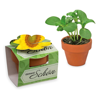 Tontöpfchen-Blume mit Samen - Sonnenblume
