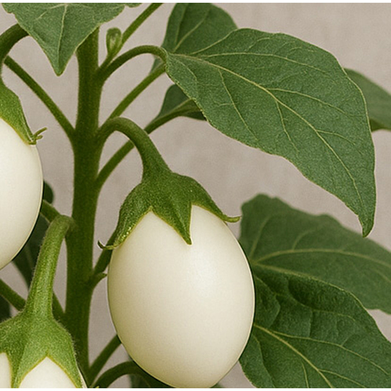 Tontöpfchen-Hase mit Samen