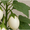 Tontöpfchen-Hase mit Samen