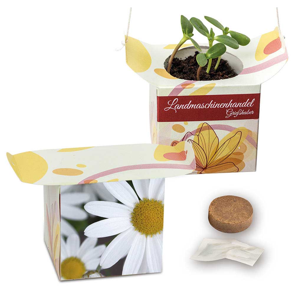 Blumenampel - Margerite