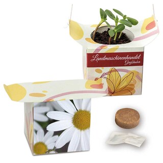 Blumenampel - Margerite