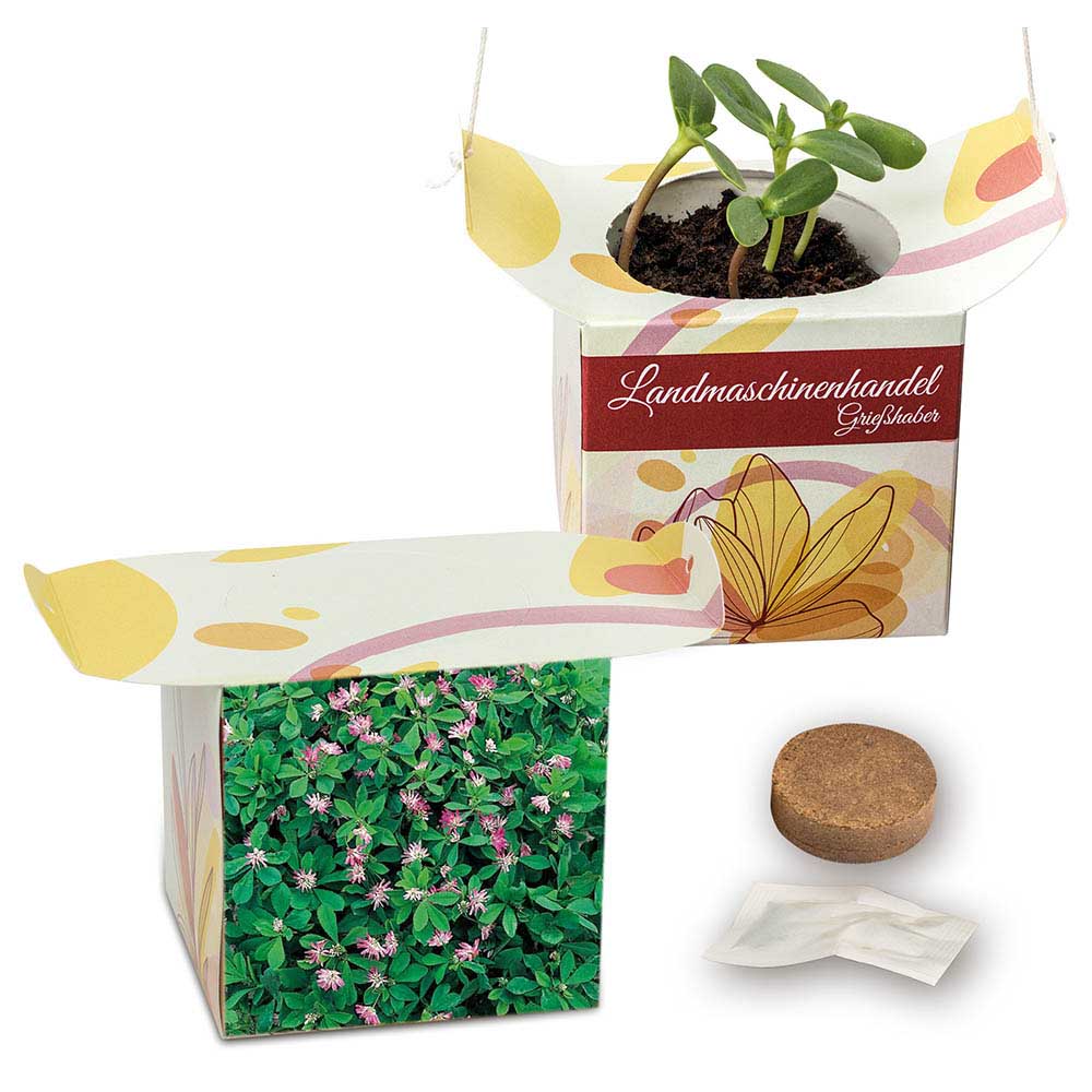 Blumenampel - Persischer Klee