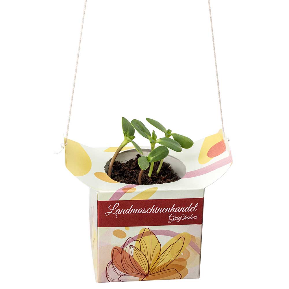 Blumenampel - Vergissmeinnicht