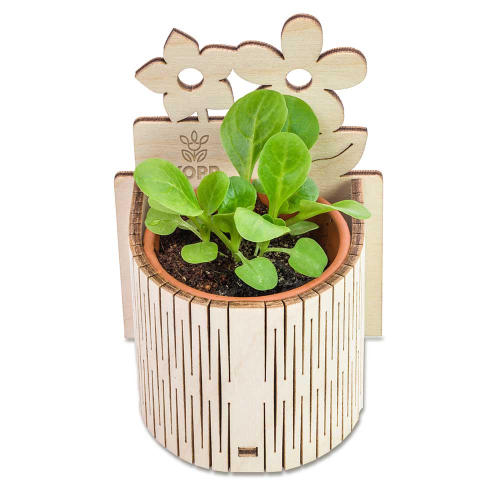 My Tiny Garden Blümchen - Basilikum, inkl. Lasergravur