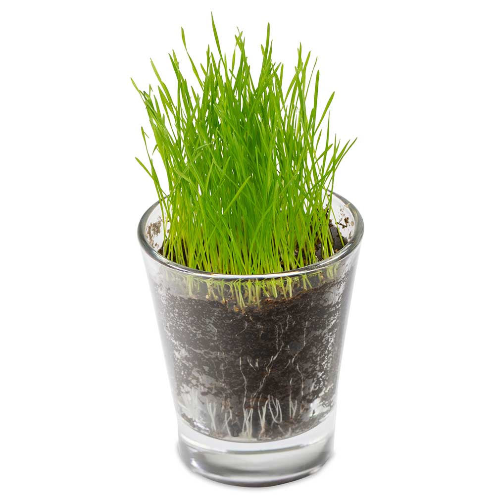 Caffeino-Glas mit Samen - Persischer Klee