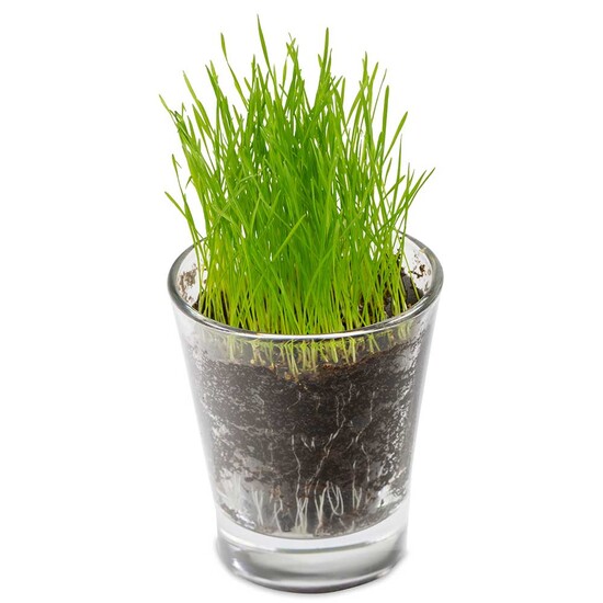 Caffeino-Glas mit Samen - Ringelblume