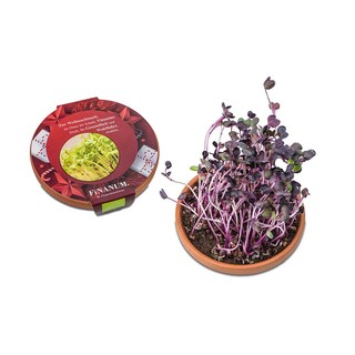 Vitamin-Schale - Radies Sango