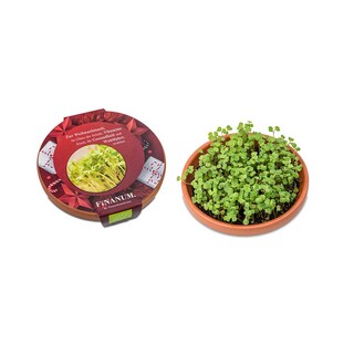 Vitamin-Schale - Salatrauke