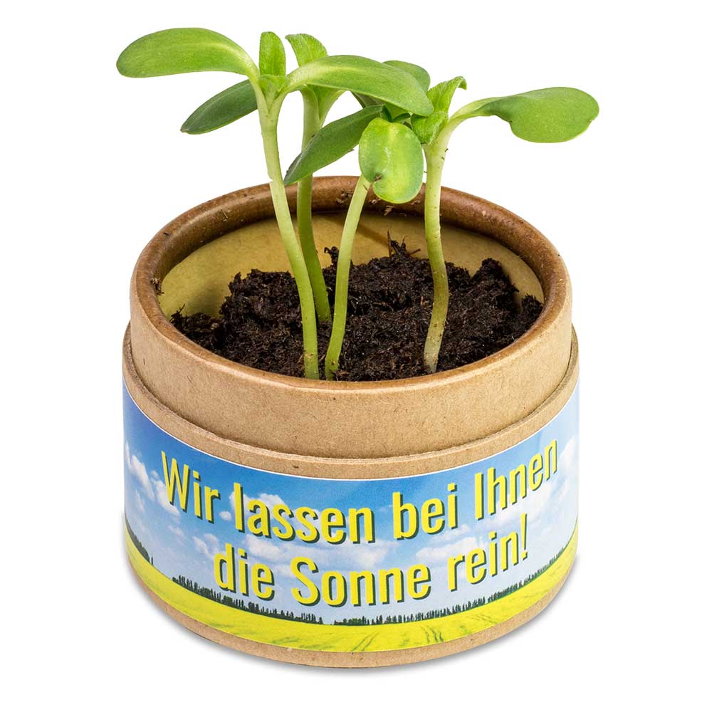 Pflanz-Cup mit Samen - Gewürzpaprika