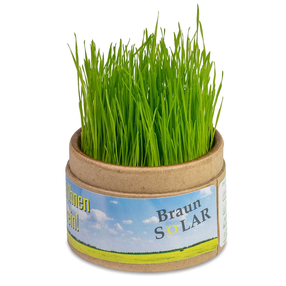 Pflanz-Cup mit Samen - Weihnachten - Glücksklee-Zwiebeln (* Je nach Verfügbarkeit der Glücksklee-Zwiebeln)