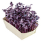 Microgreens-Gärtchen