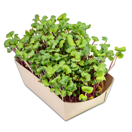 Microgreens-Gärtchen