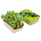 Microgreens-Gärtchen