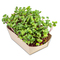 Microgreens-Gärtchen