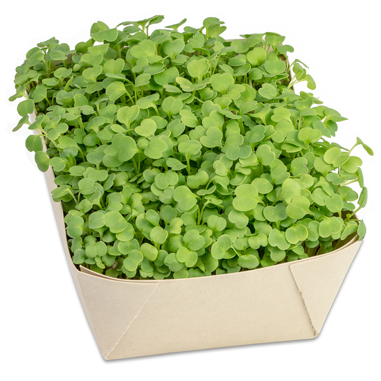 Microgreens-Gärtchen