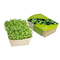 Microgreens-Gärtchen