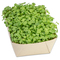 Microgreens-Gärtchen