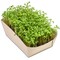 Microgreens-Gärtchen - Kresse