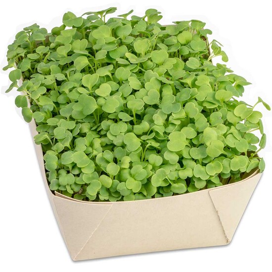 Microgreens-Gärtchen - Salatrauke