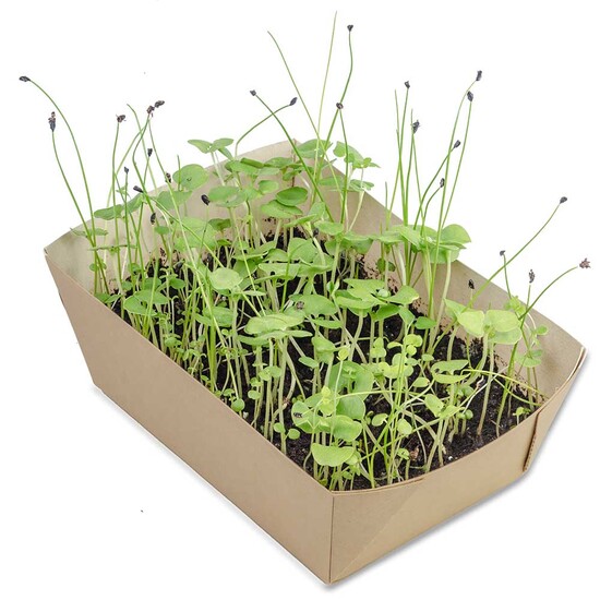 Pflanz-Schale mit Samen - Glücksklee-Zwiebeln (* Je nach Verfügbarkeit der Glücksklee-Zwiebeln)