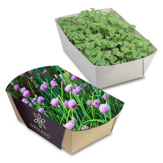 Pflanz-Schale mit Samen - Schnittlauch