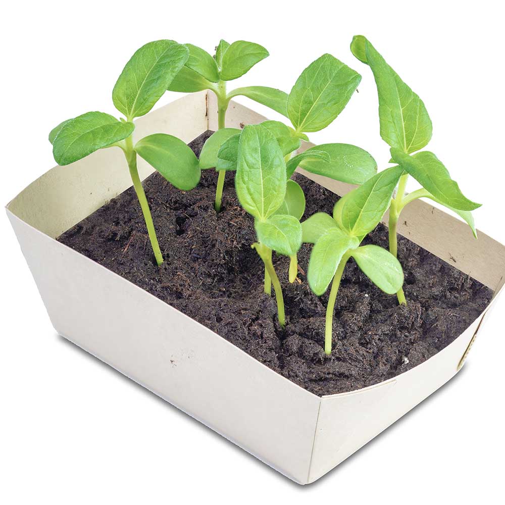 Pflanz-Schale mit Samen - Thymian