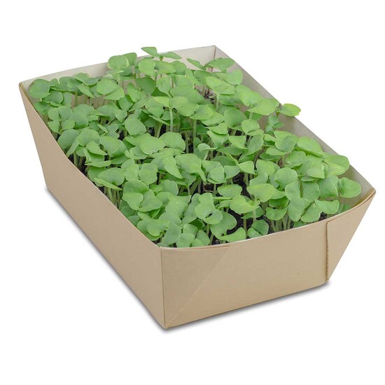 Pflanz-Schale mit Samen - Vergissmeinnicht