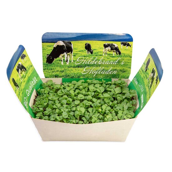 Pflanzodrom mit Samen - Basilikum