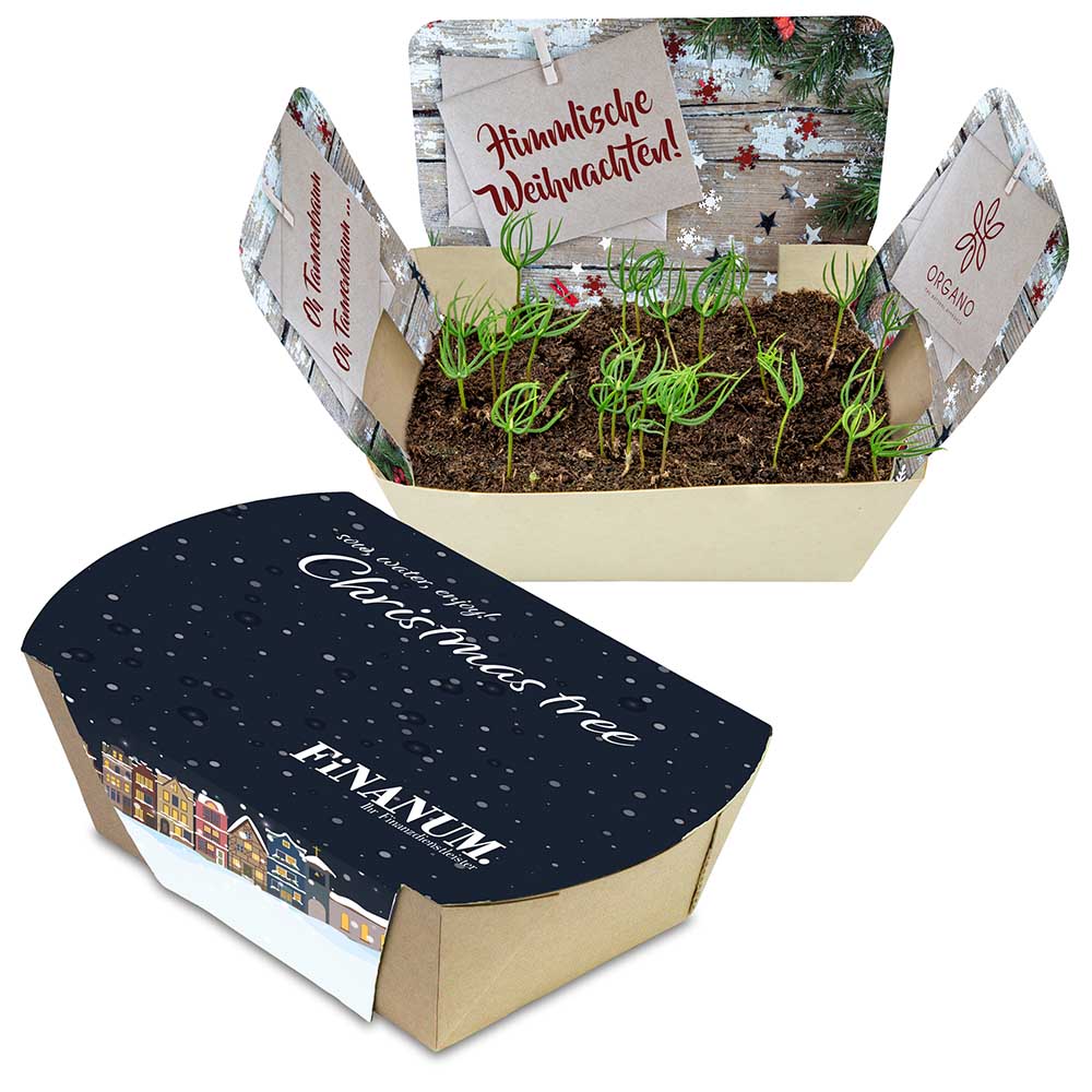 Pflanzodrom mit Samen - Fichte