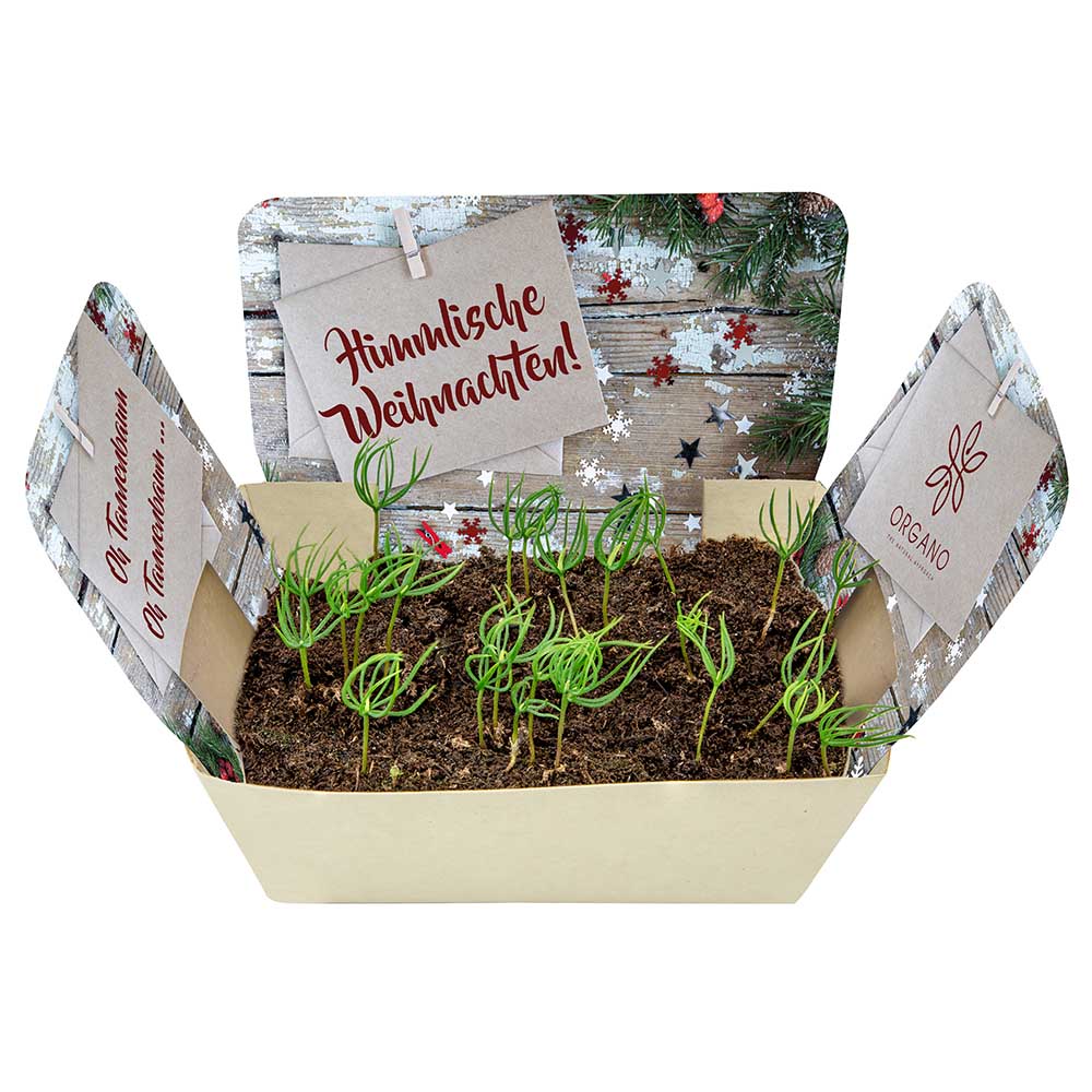 Pflanzodrom mit Samen - Fichte