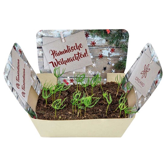 Pflanzodrom mit Samen - Fichte