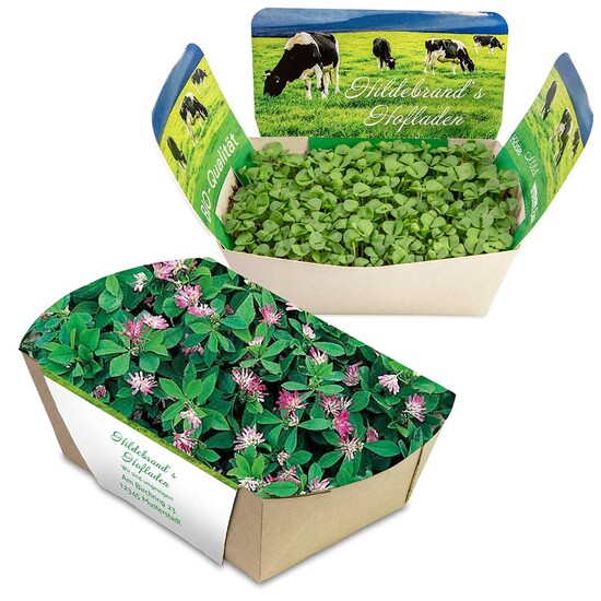 Pflanzodrom mit Samen - Persischer Klee