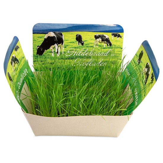 Pflanzodrom mit Samen - Persischer Klee