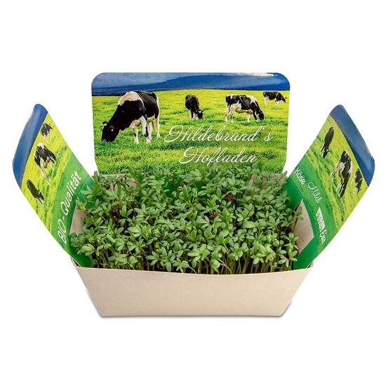 Pflanzodrom mit Samen - Petersilie