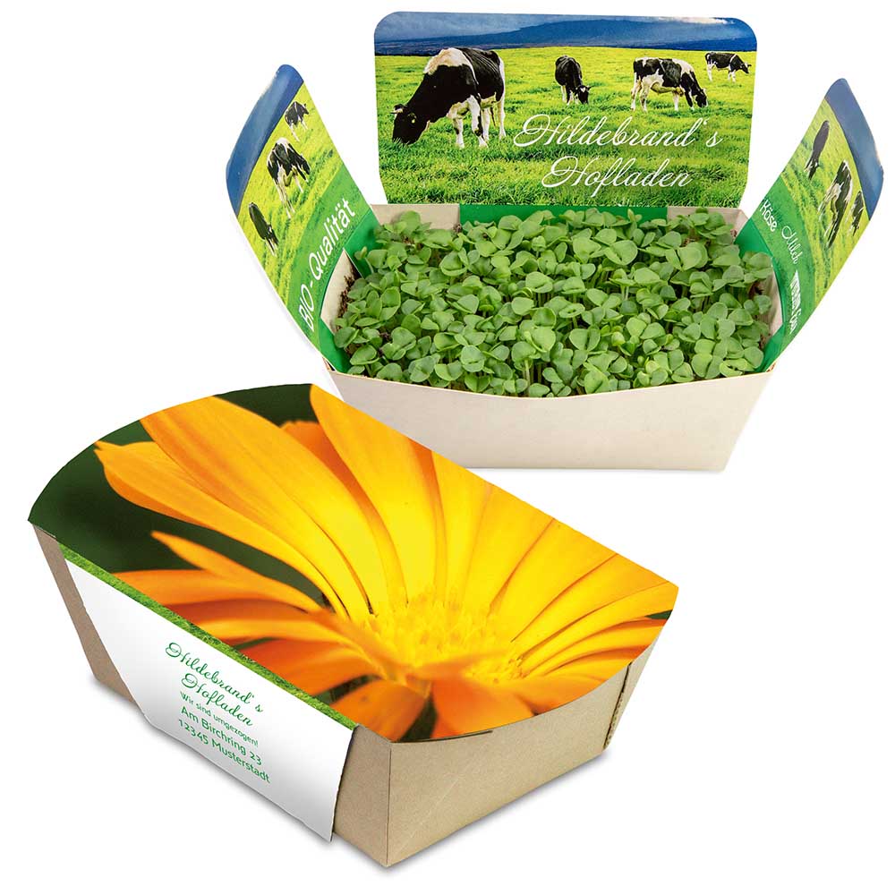 Pflanzodrom mit Samen - Ringelblume