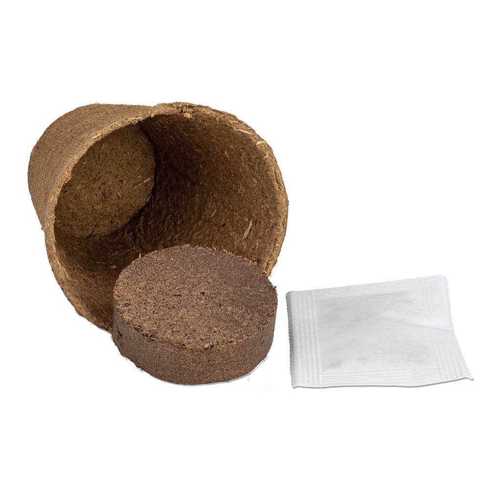 Anzucht-Set mit Samen - Gartenkresse