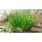 Pflanz-Holz rund mit Samen