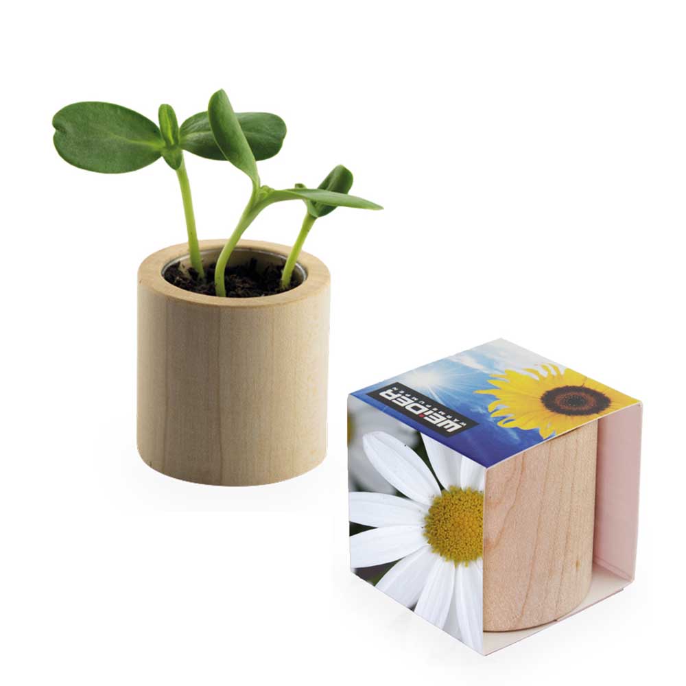 Pflanz-Holz rund mit Samen - Margerite